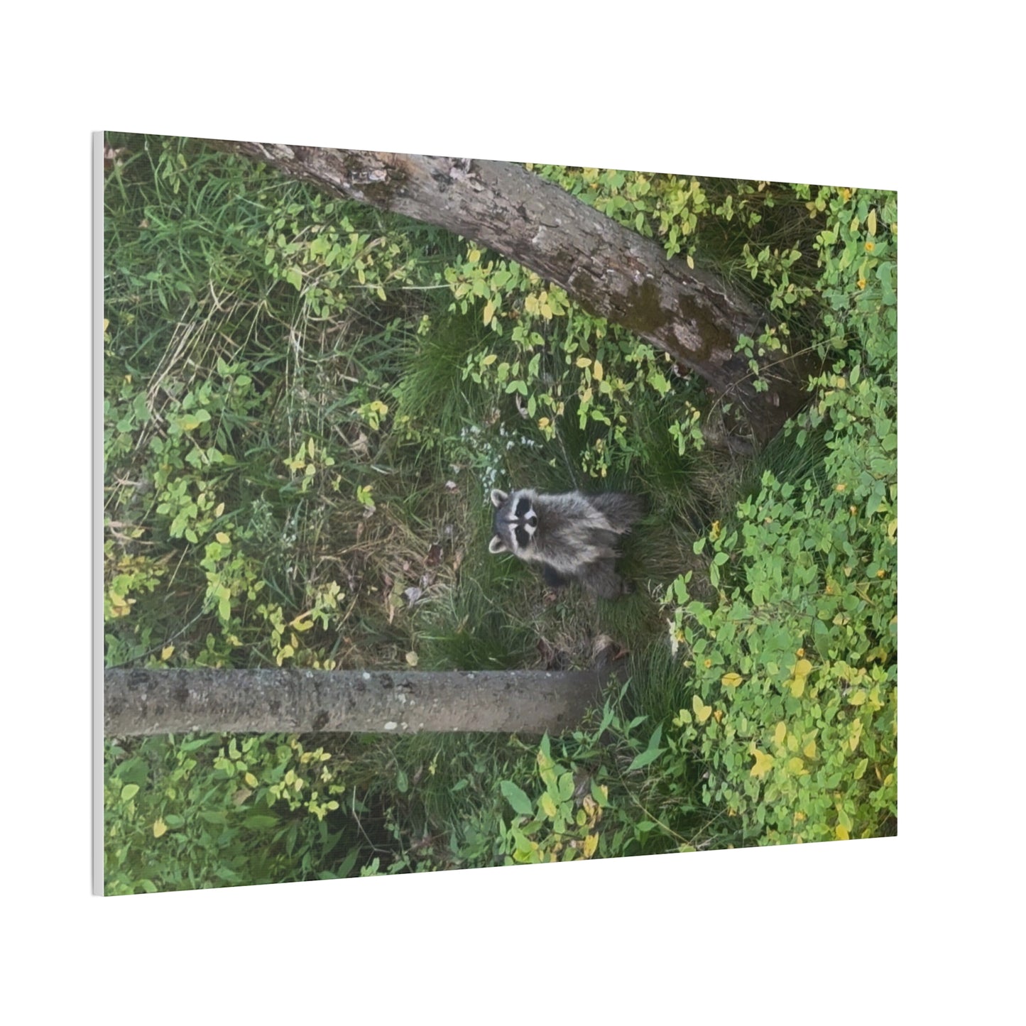 Wisconsin Adrenaline Junkies - Canvas Stretched, 0.75" - Friend
