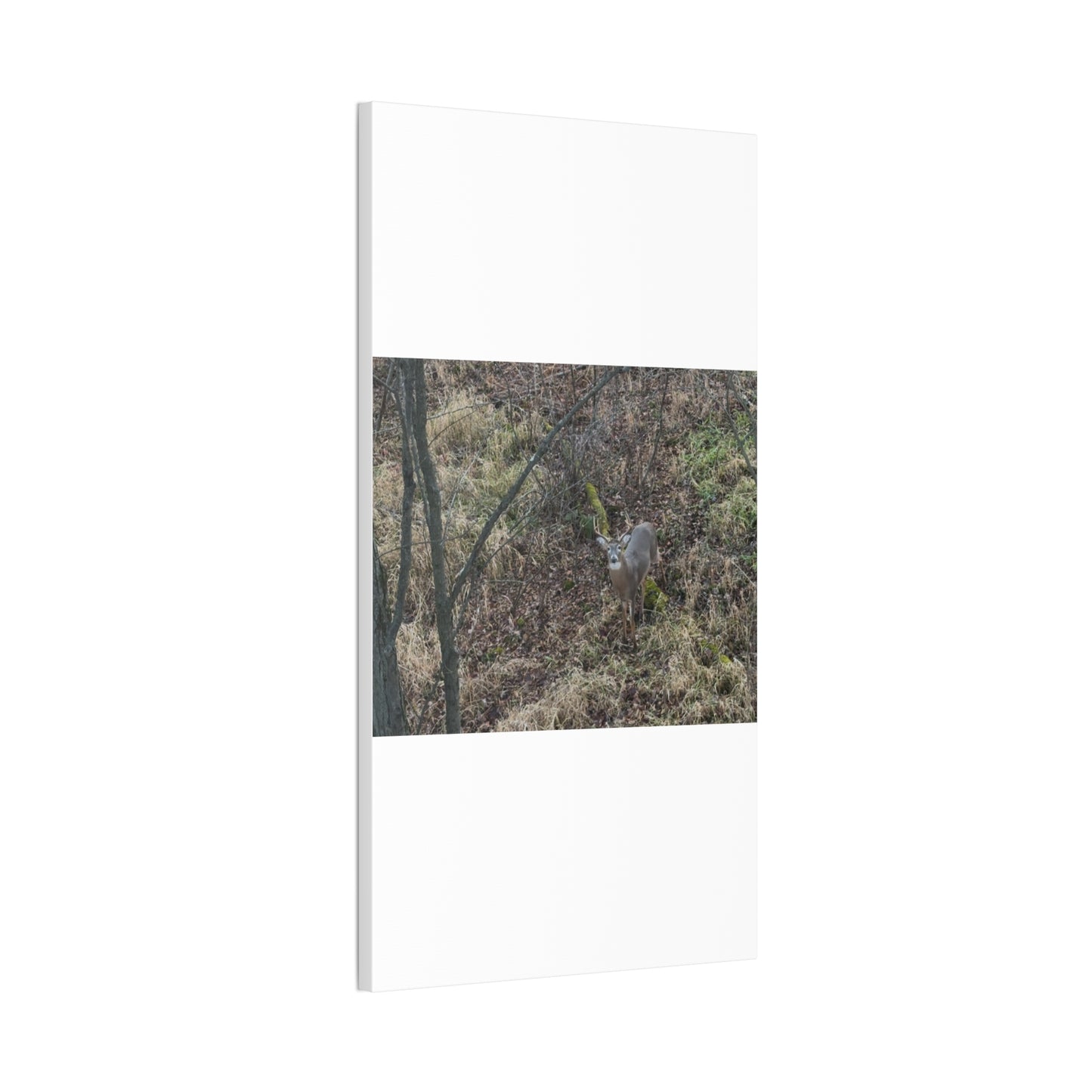 Wisconsin Adrenaline Junkies - Canvas Stretched, 0.75" - Deer