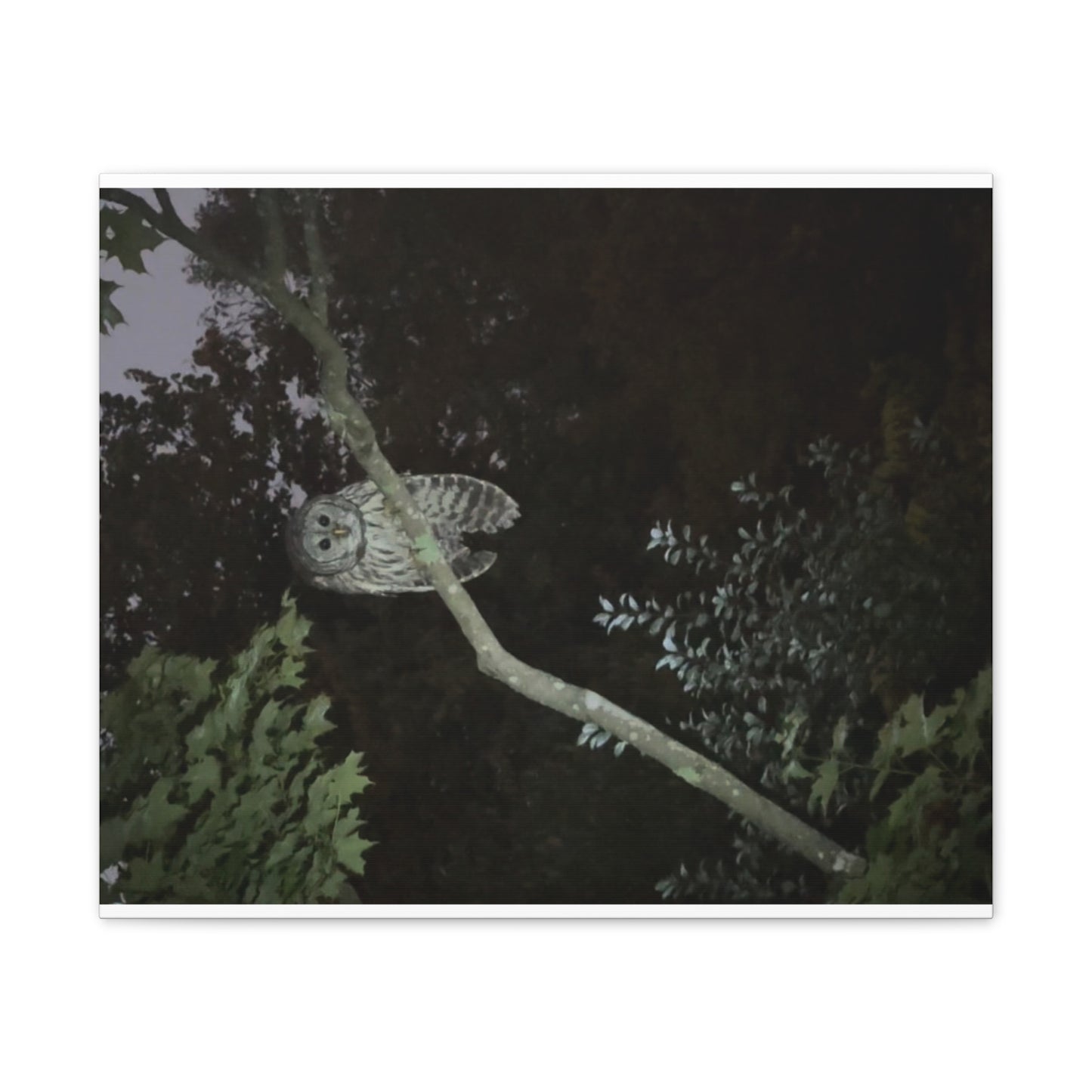 Wisconsin Adrenaline Junkies - Canvas Stretched, 0.75" - Watcher