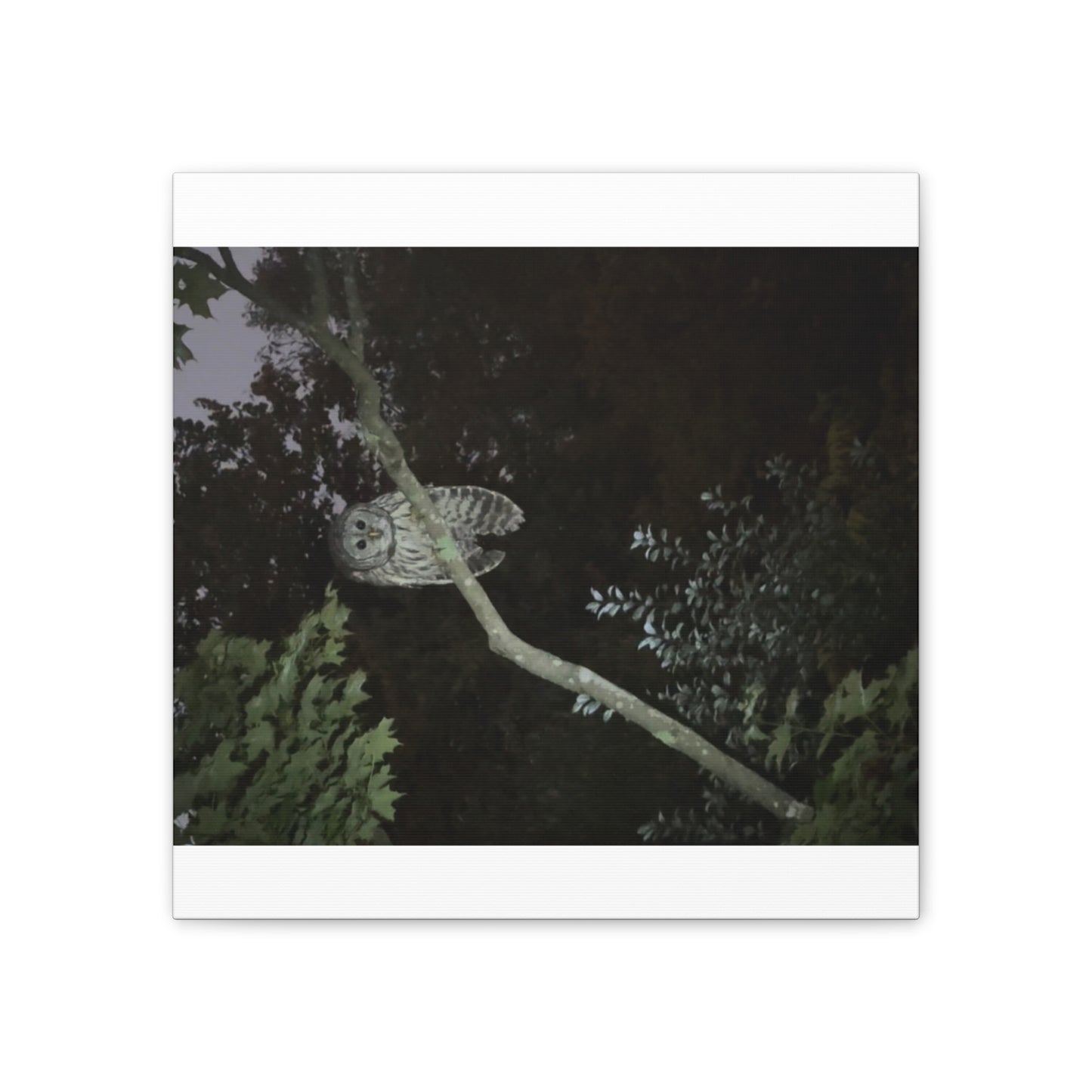 Wisconsin Adrenaline Junkies - Canvas Stretched, 0.75" - Watcher