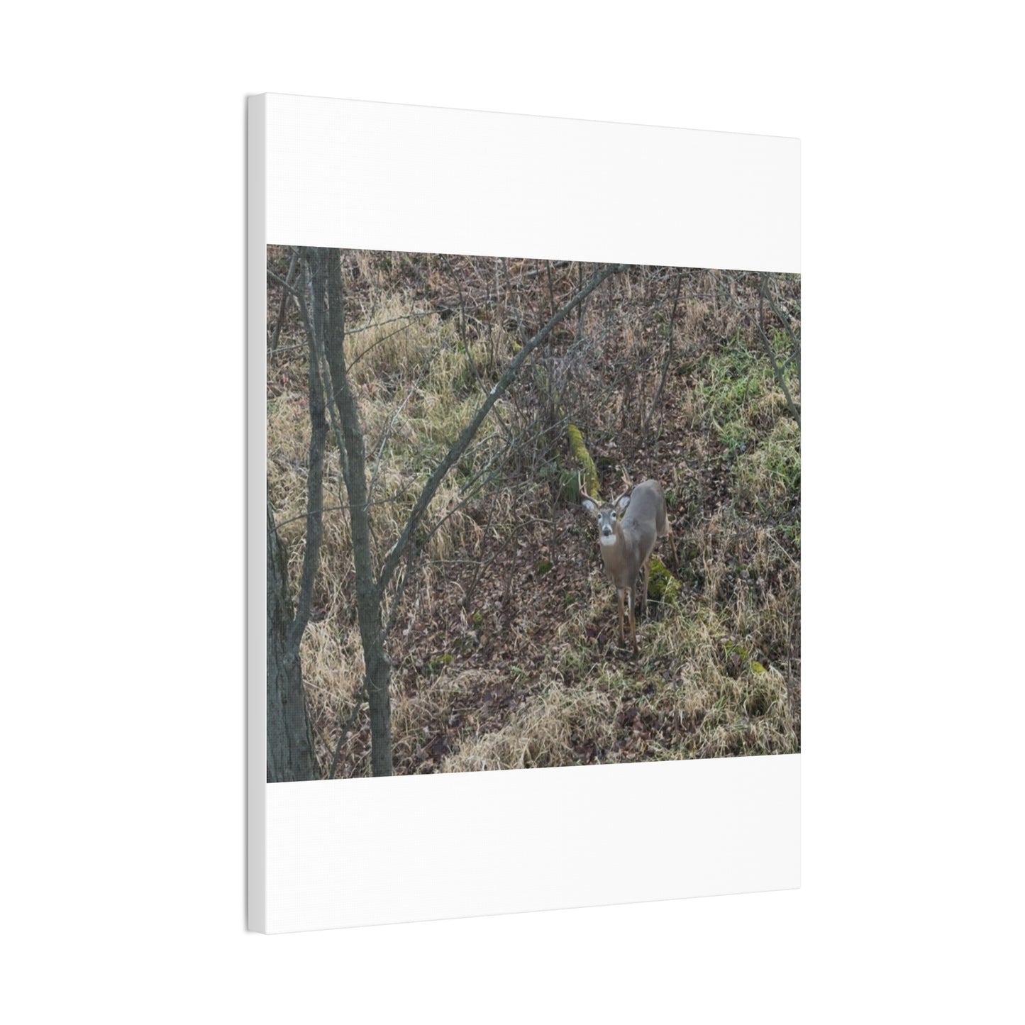 Wisconsin Adrenaline Junkies - Canvas Stretched, 0.75" - Deer