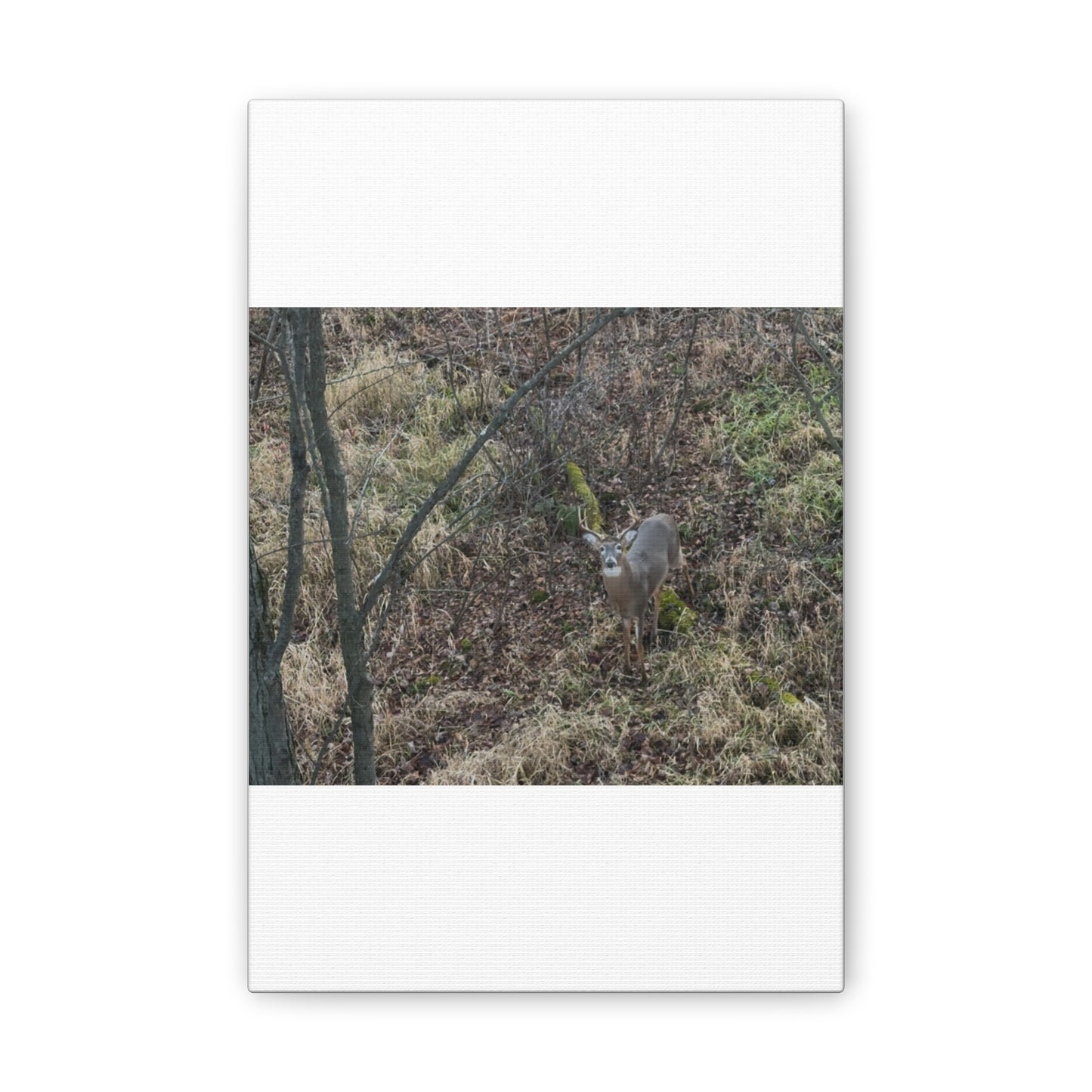 Wisconsin Adrenaline Junkies - Canvas Stretched, 0.75" - Deer