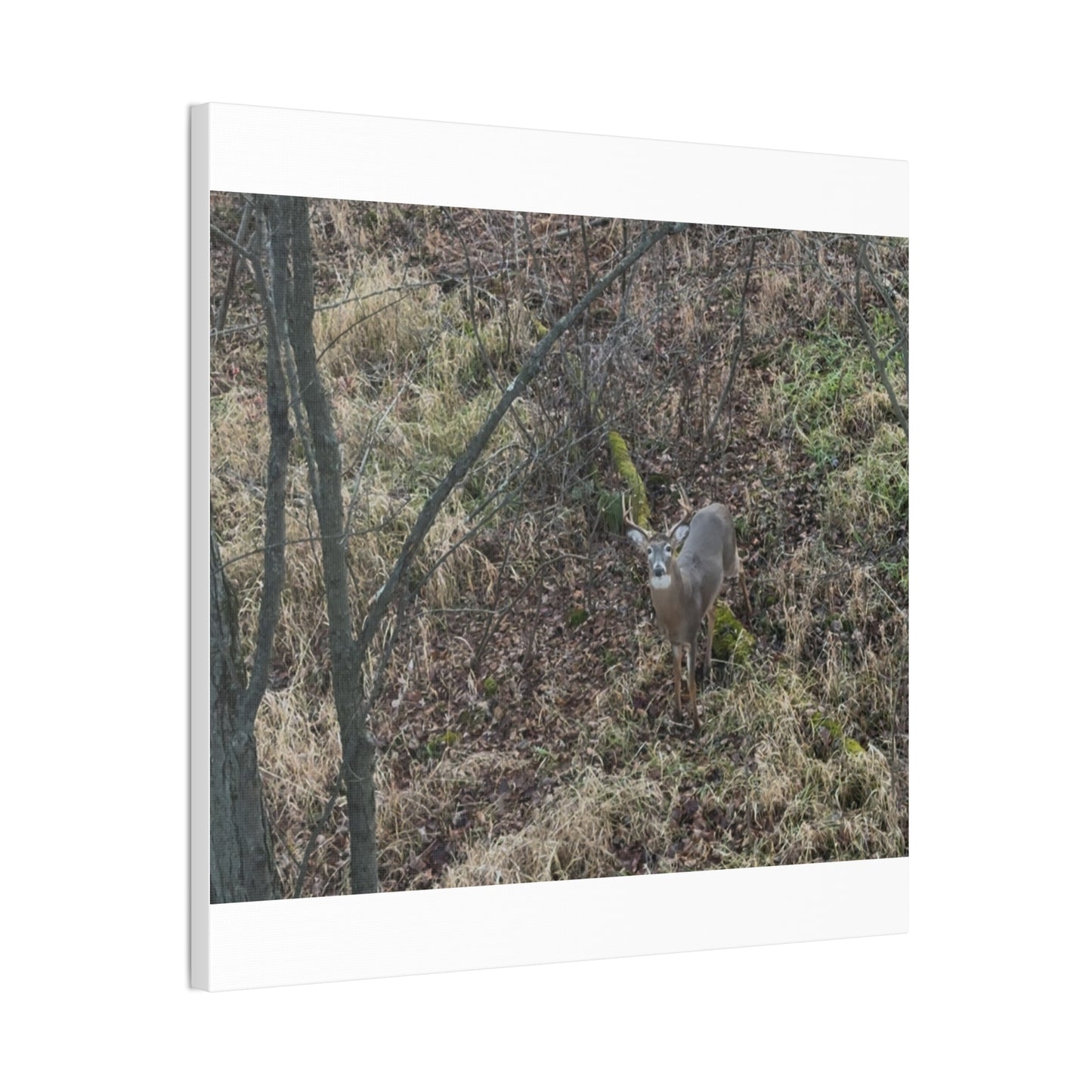 Wisconsin Adrenaline Junkies - Canvas Stretched, 0.75" - Deer