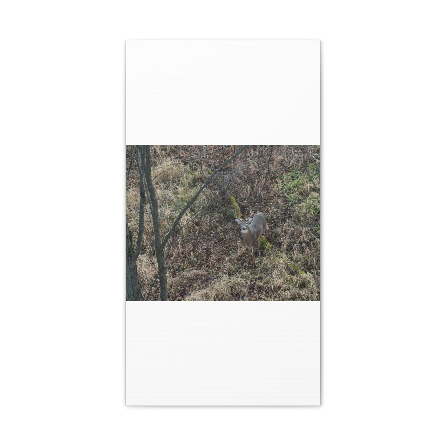 Wisconsin Adrenaline Junkies - Canvas Stretched, 0.75" - Deer