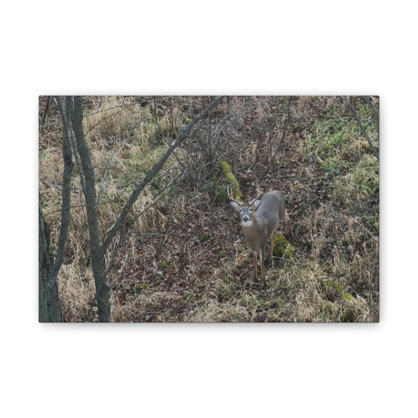 Wisconsin Adrenaline Junkies - Canvas Stretched, 0.75" - Deer