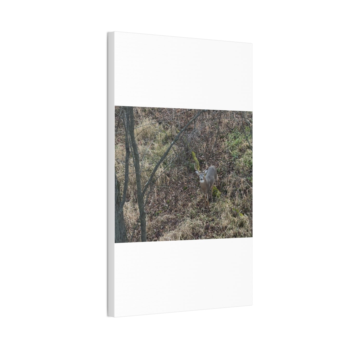 Wisconsin Adrenaline Junkies - Canvas Stretched, 0.75" - Deer