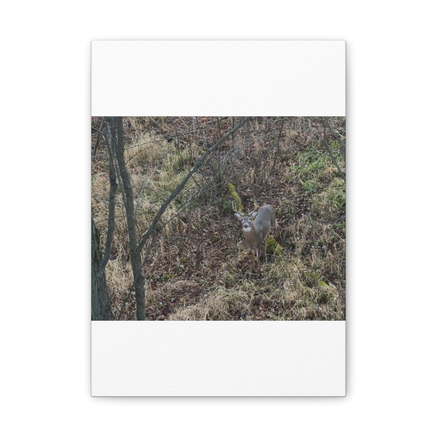 Wisconsin Adrenaline Junkies - Canvas Stretched, 0.75" - Deer