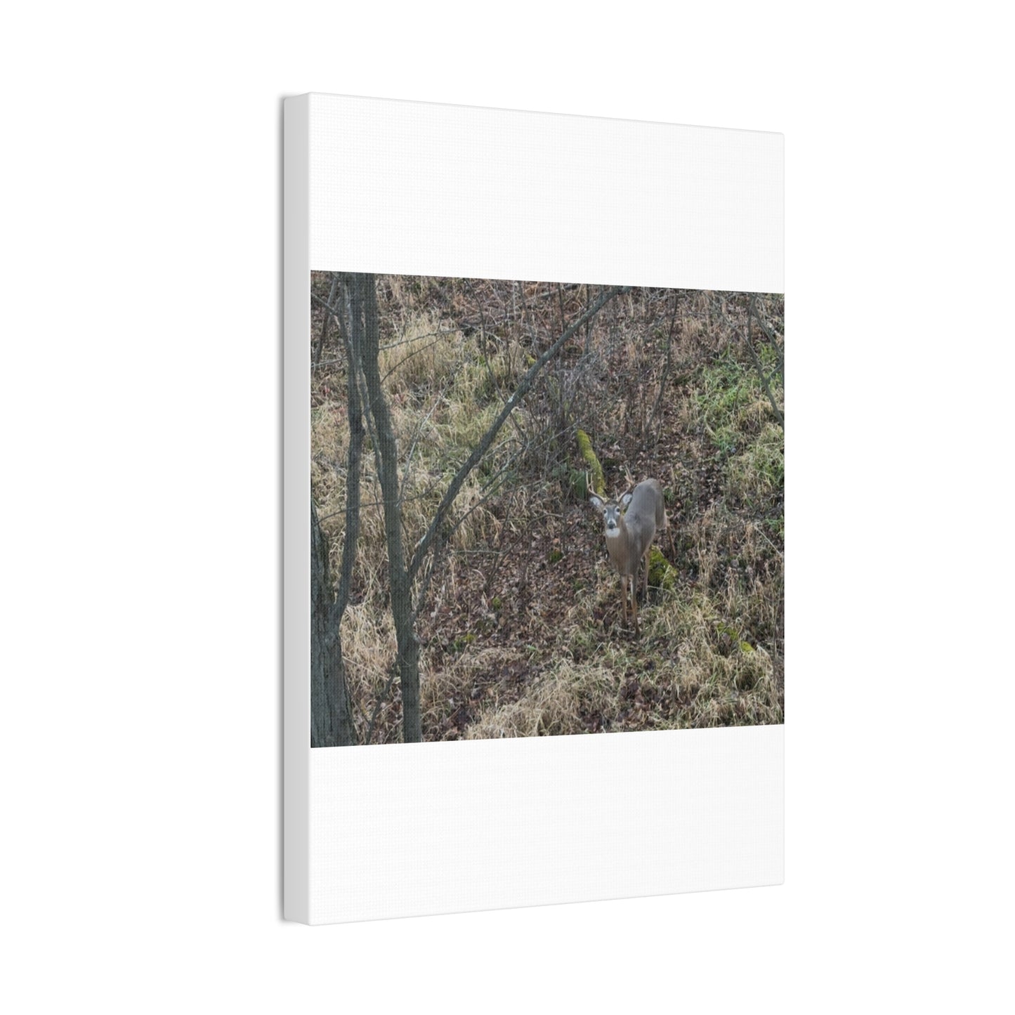 Wisconsin Adrenaline Junkies - Canvas Stretched, 0.75" - Deer