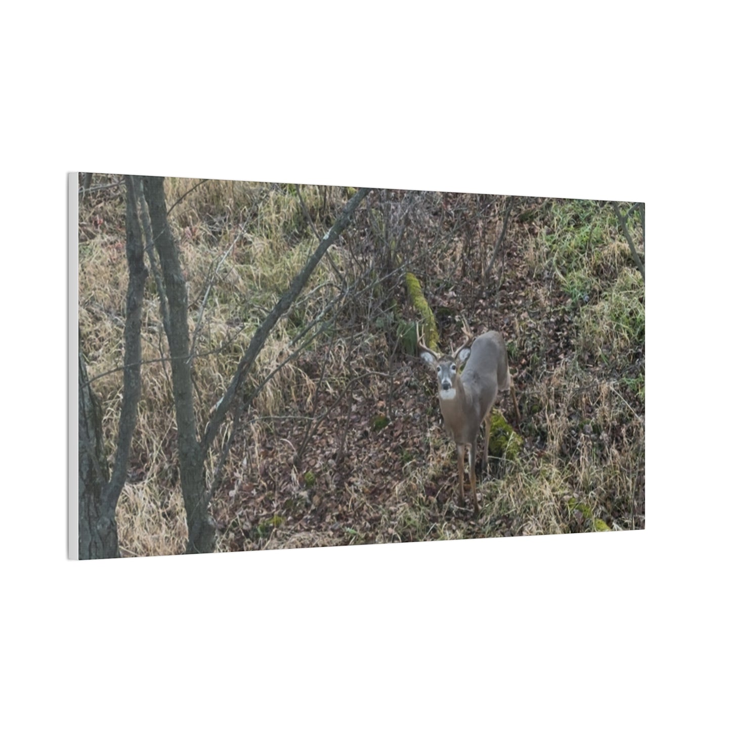 Wisconsin Adrenaline Junkies - Canvas Stretched, 0.75" - Deer