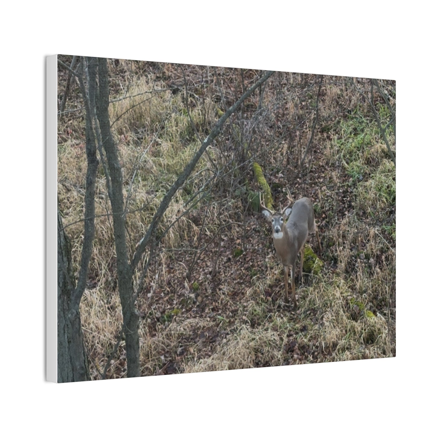 Wisconsin Adrenaline Junkies - Canvas Stretched, 0.75" - Deer