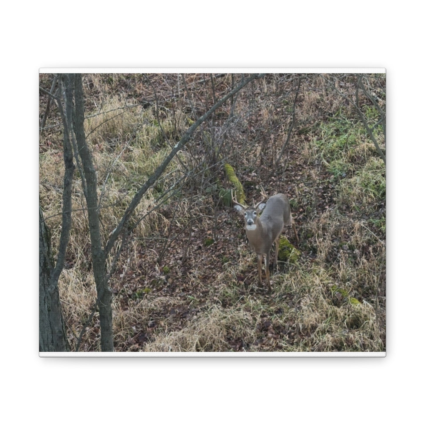 Wisconsin Adrenaline Junkies - Canvas Stretched, 0.75" - Deer