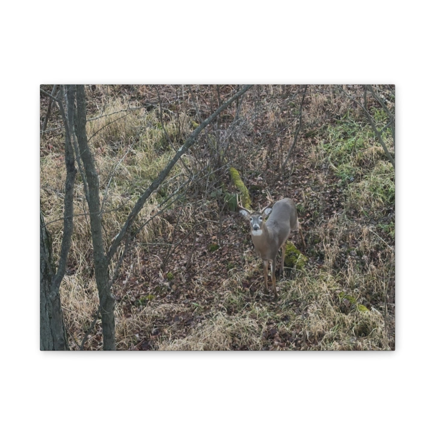 Wisconsin Adrenaline Junkies - Canvas Stretched, 0.75" - Deer