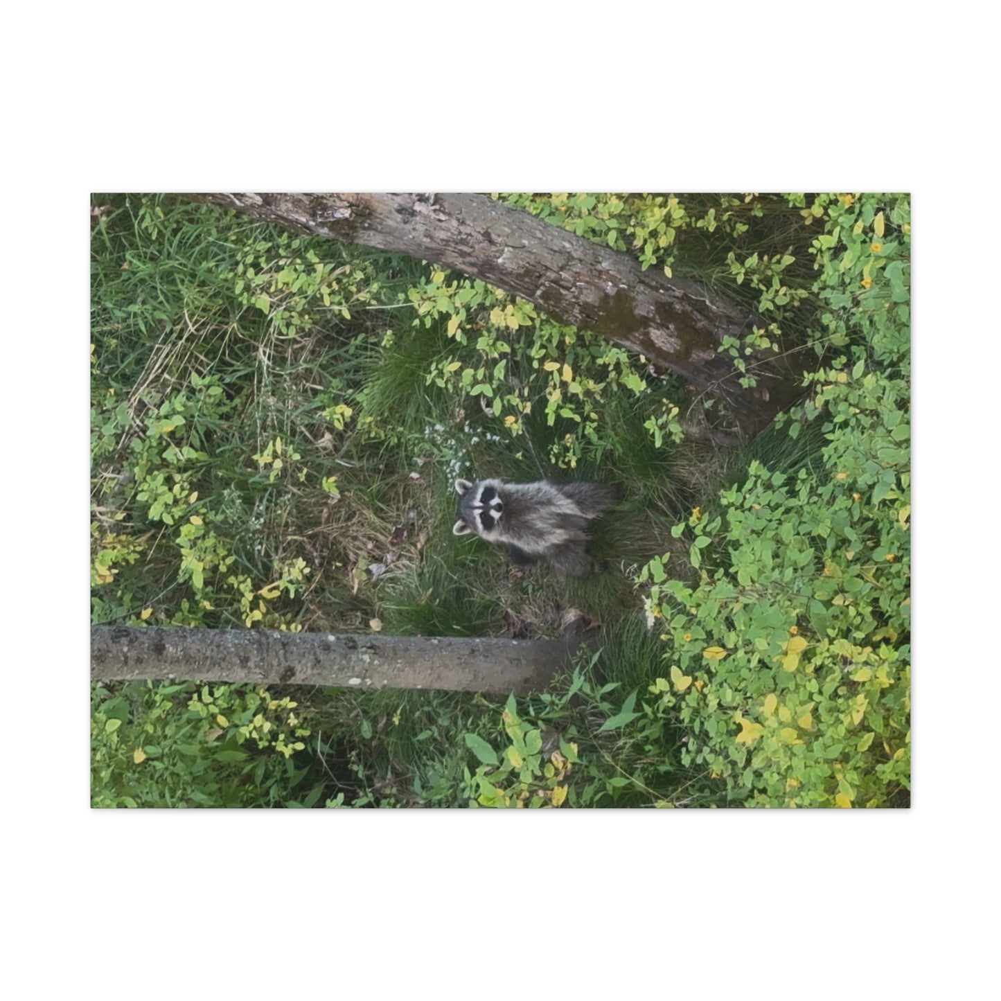 Wisconsin Adrenaline Junkies - Canvas Stretched, 0.75" - Friend