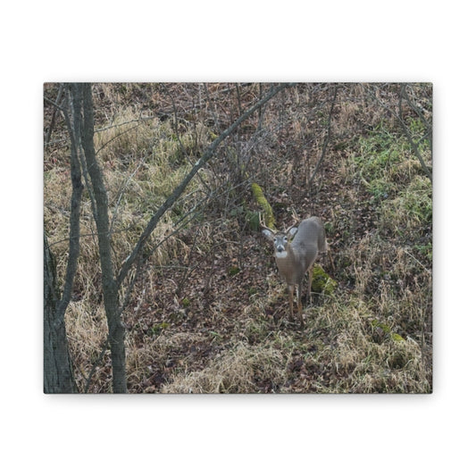 Wisconsin Adrenaline Junkies - Canvas Stretched, 0.75" - Deer
