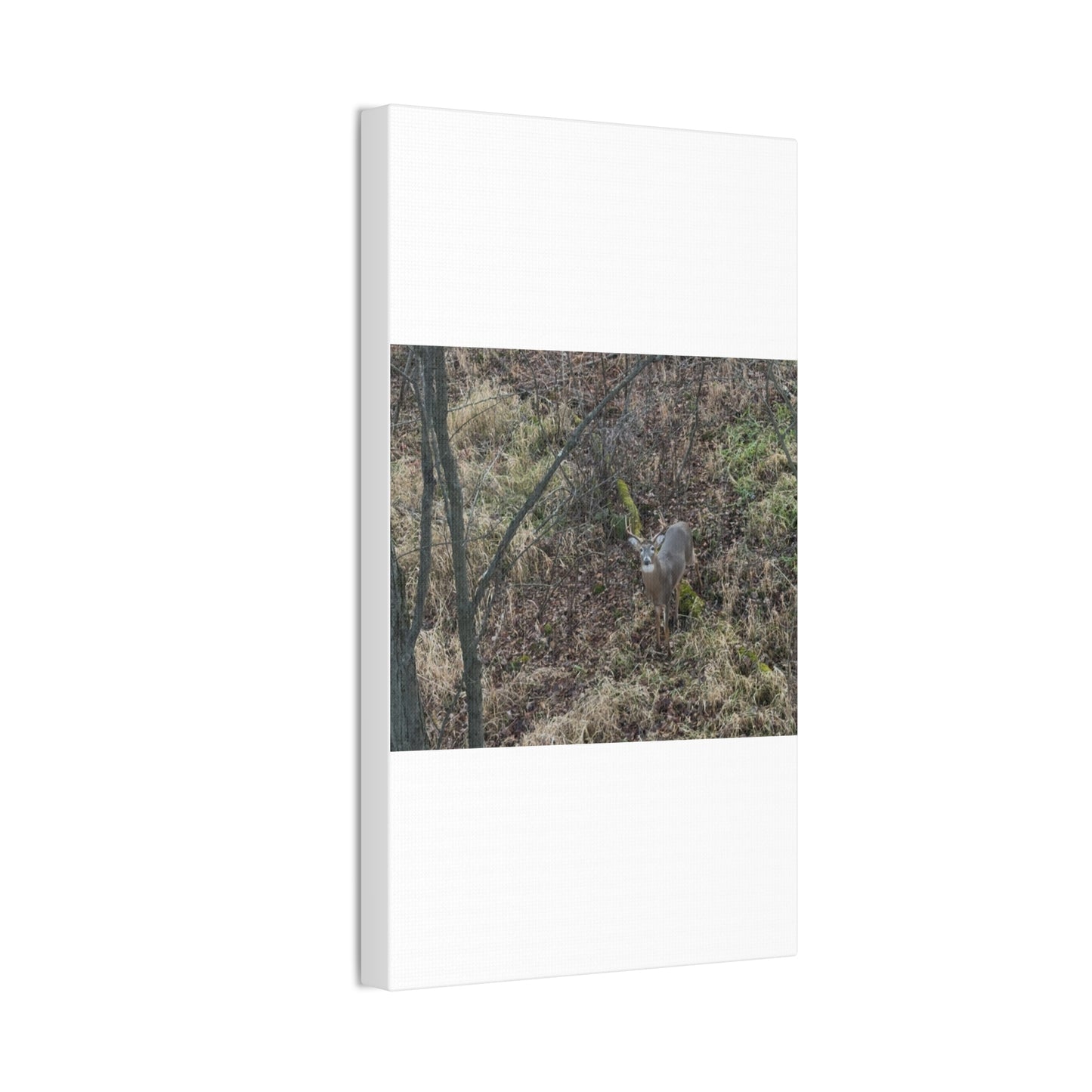 Wisconsin Adrenaline Junkies - Canvas Stretched, 0.75" - Deer