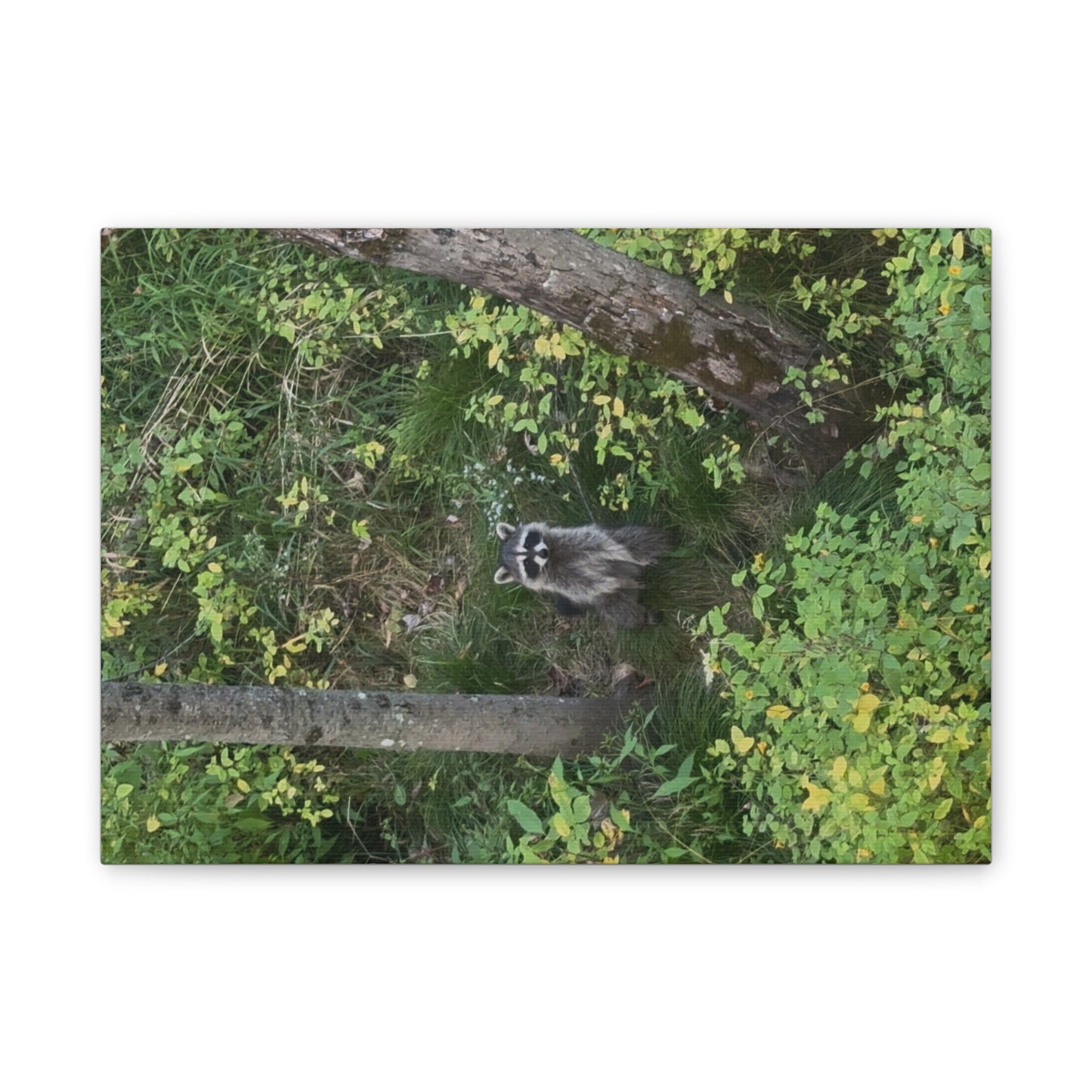 Wisconsin Adrenaline Junkies - Canvas Stretched, 0.75" - Friend