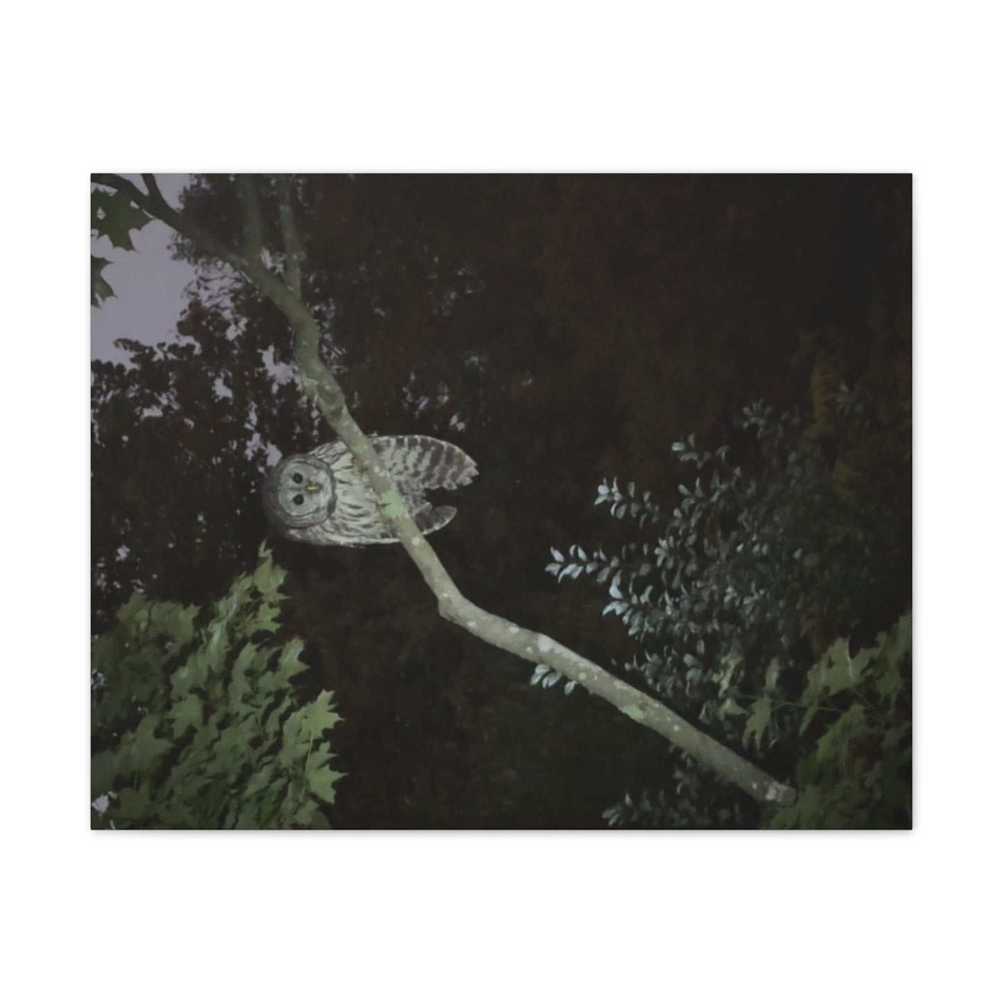 Wisconsin Adrenaline Junkies - Canvas Stretched, 0.75" - Watcher