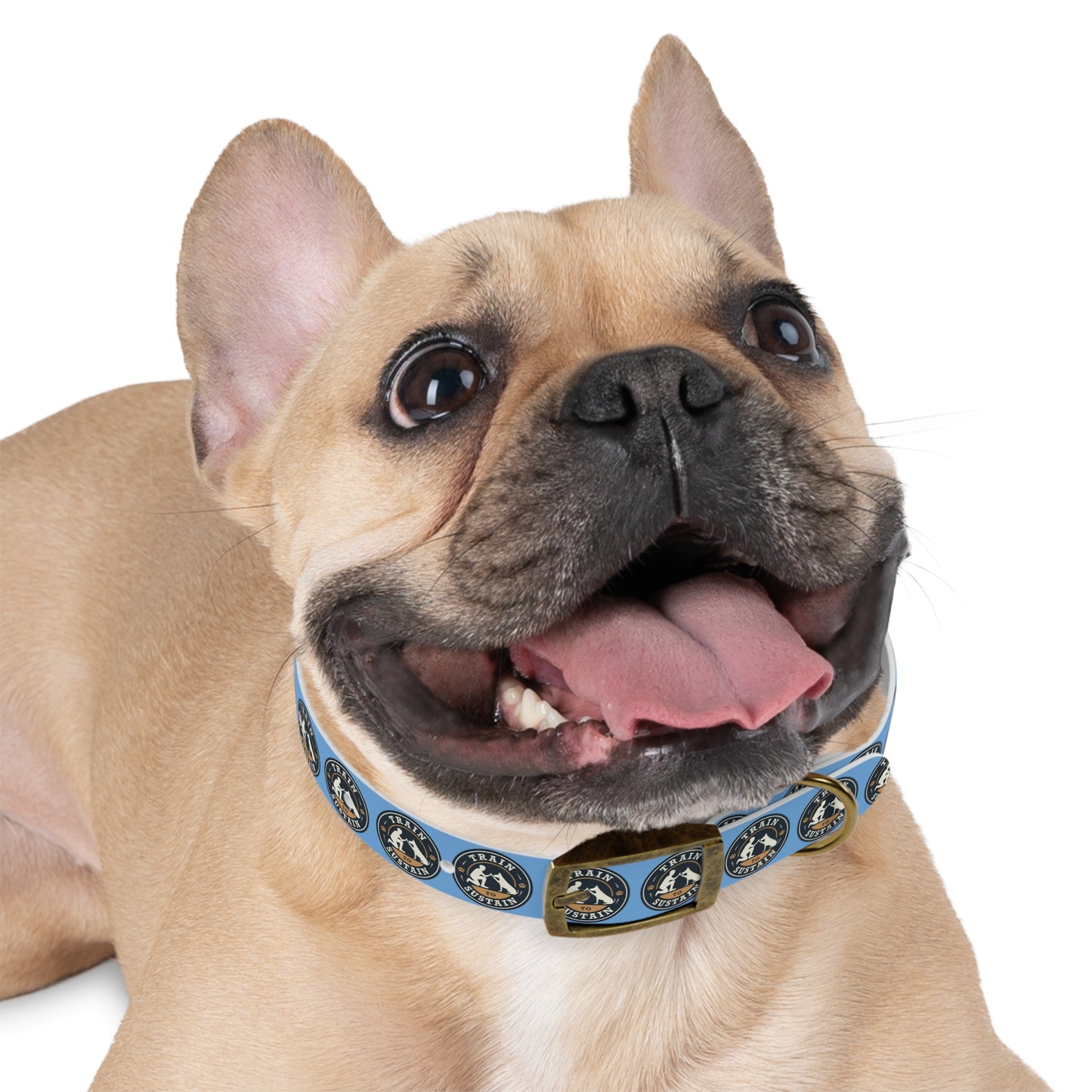 Train & Sustain - Dog Collar