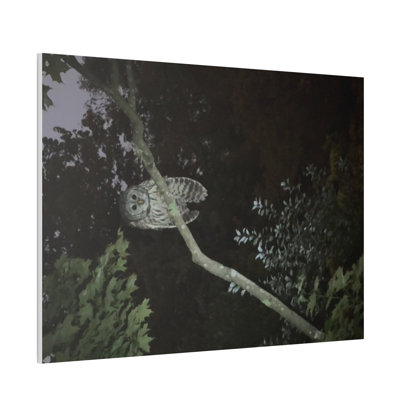 Wisconsin Adrenaline Junkies - Canvas Stretched, 0.75" - Watcher