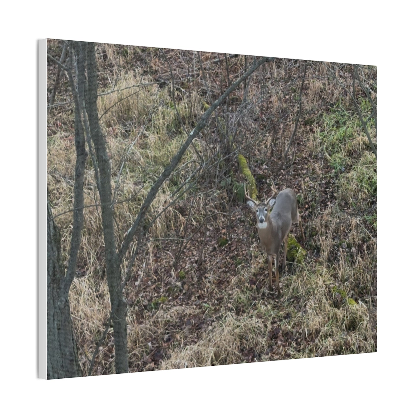 Wisconsin Adrenaline Junkies - Canvas Stretched, 0.75" - Deer