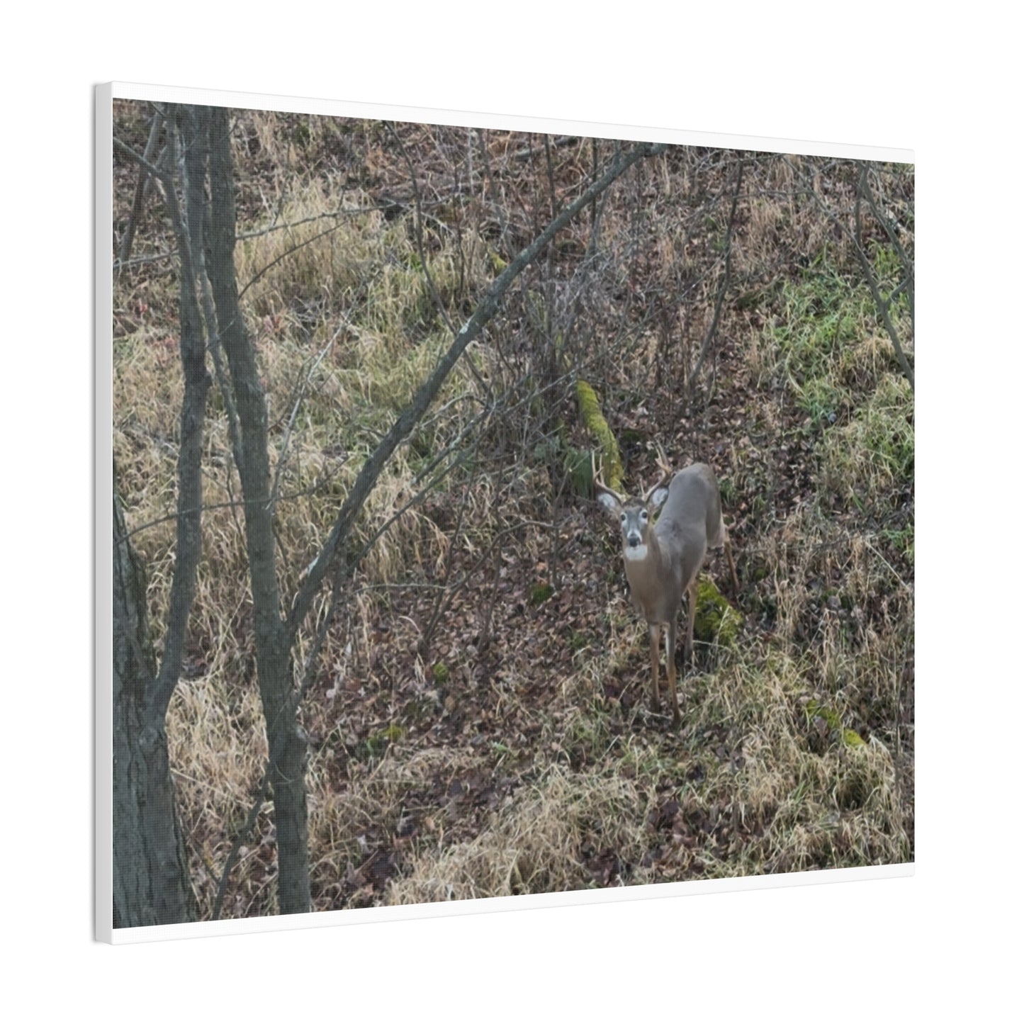 Wisconsin Adrenaline Junkies - Canvas Stretched, 0.75" - Deer