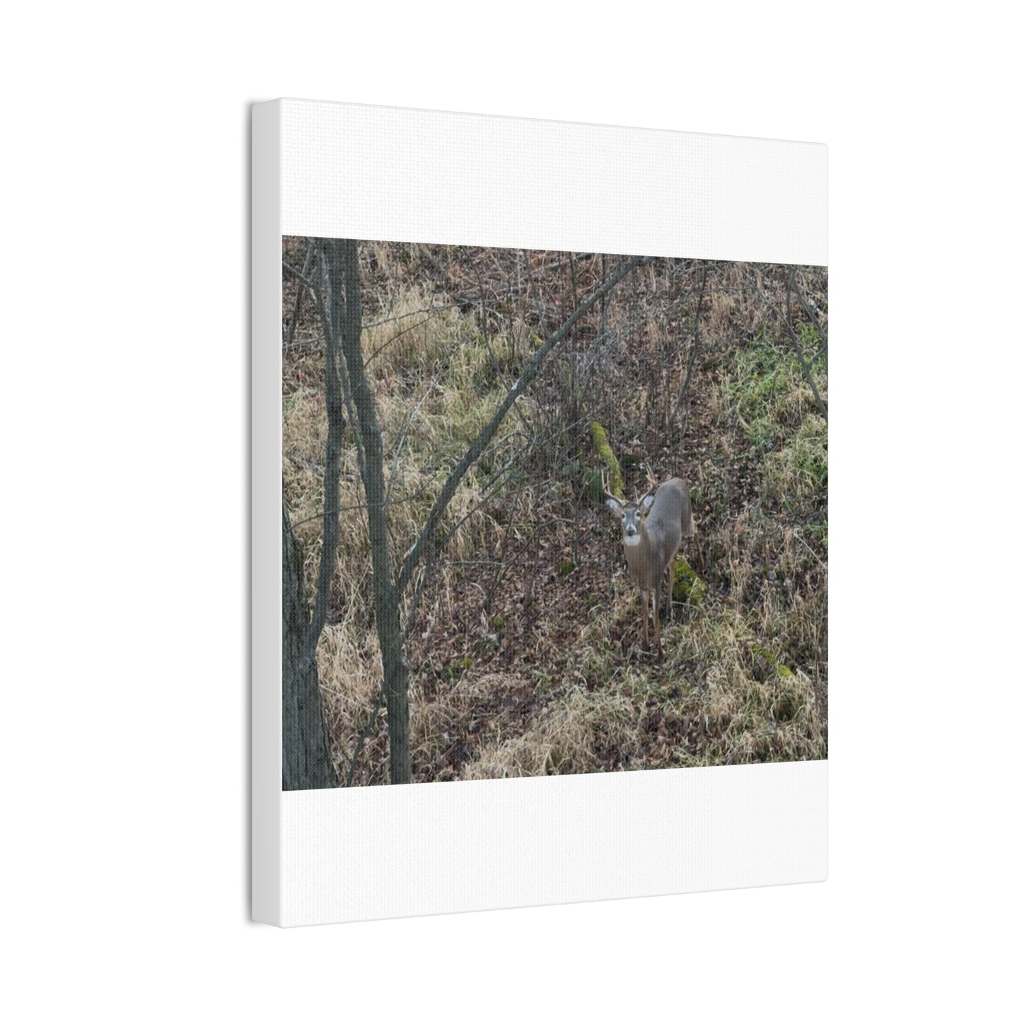 Wisconsin Adrenaline Junkies - Canvas Stretched, 0.75" - Deer
