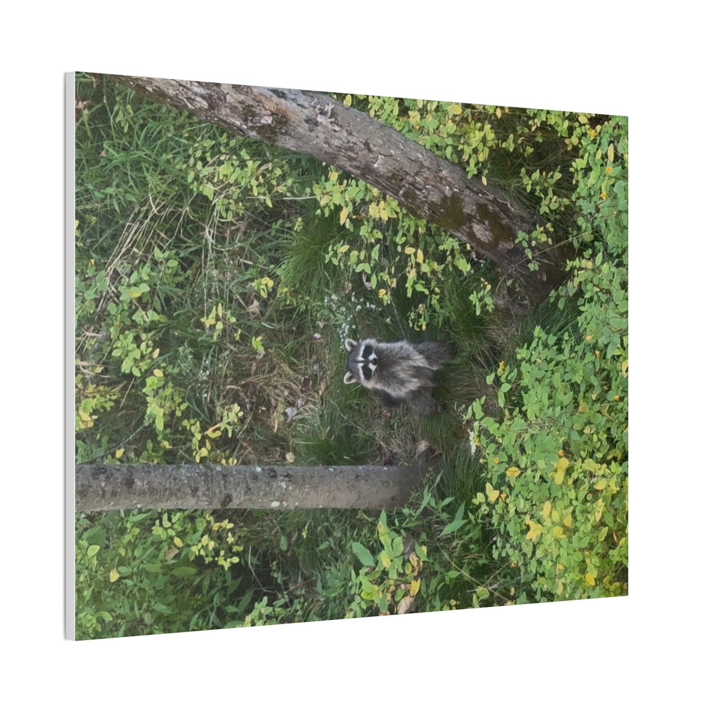 Wisconsin Adrenaline Junkies - Canvas Stretched, 0.75" - Friend