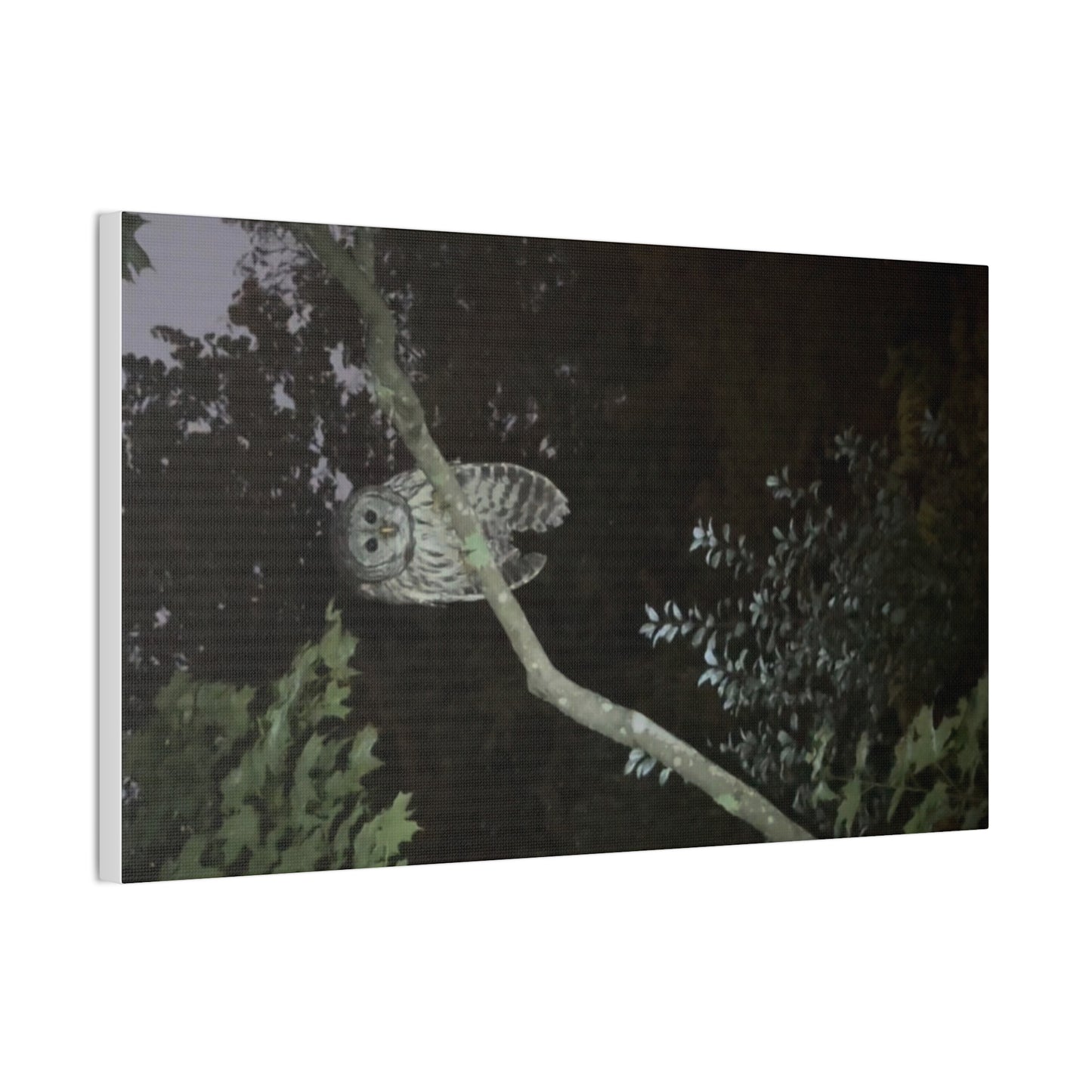 Wisconsin Adrenaline Junkies - Canvas Stretched, 0.75" - Watcher