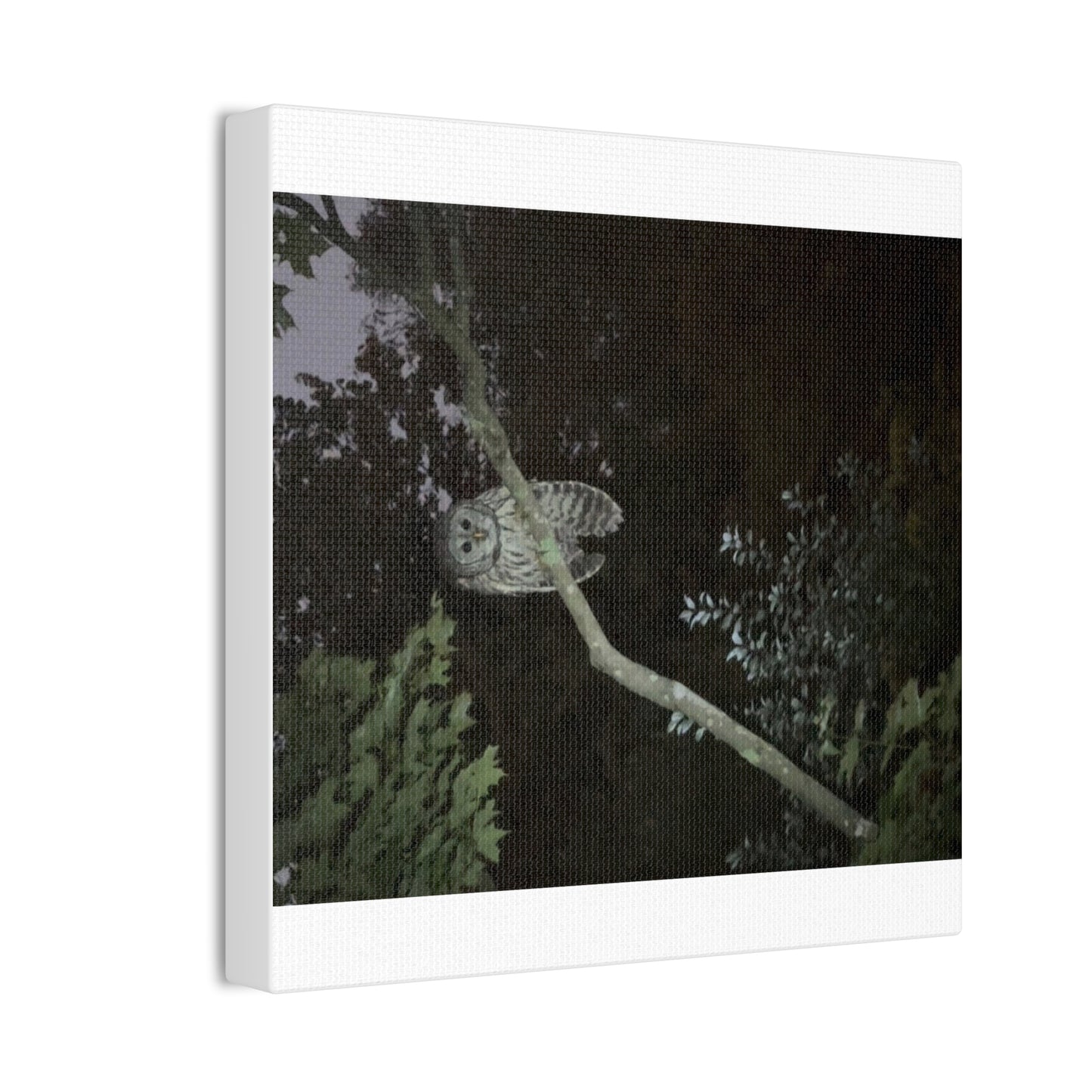 Wisconsin Adrenaline Junkies - Canvas Stretched, 0.75" - Watcher