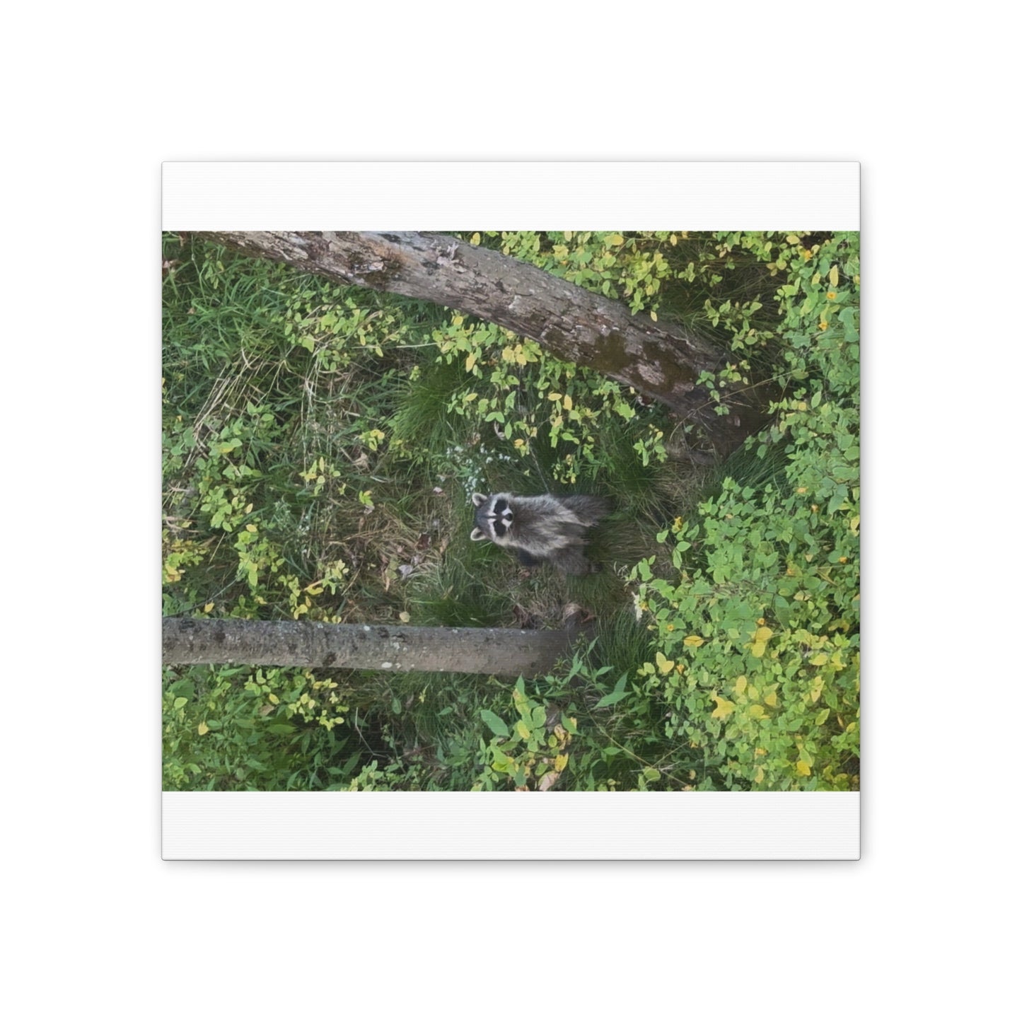 Wisconsin Adrenaline Junkies - Canvas Stretched, 0.75" - Friend