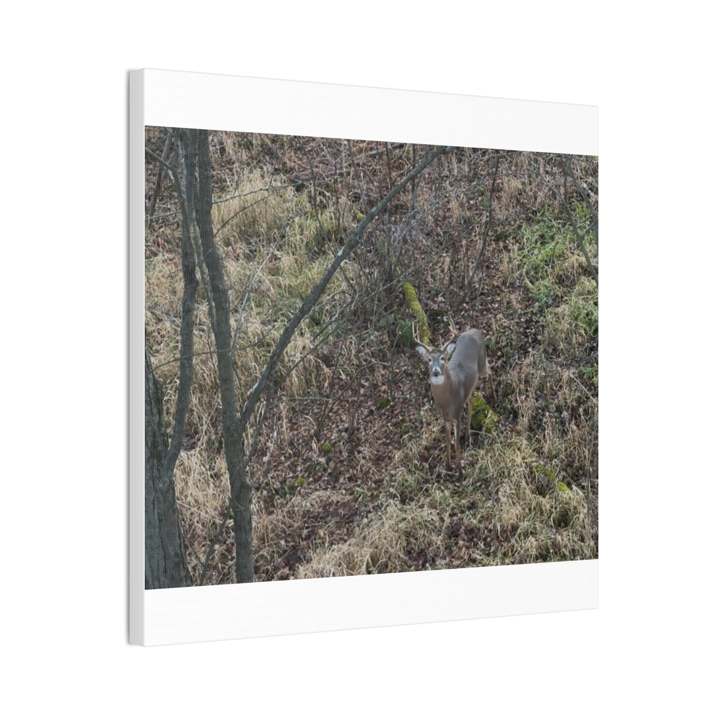 Wisconsin Adrenaline Junkies - Canvas Stretched, 0.75" - Deer