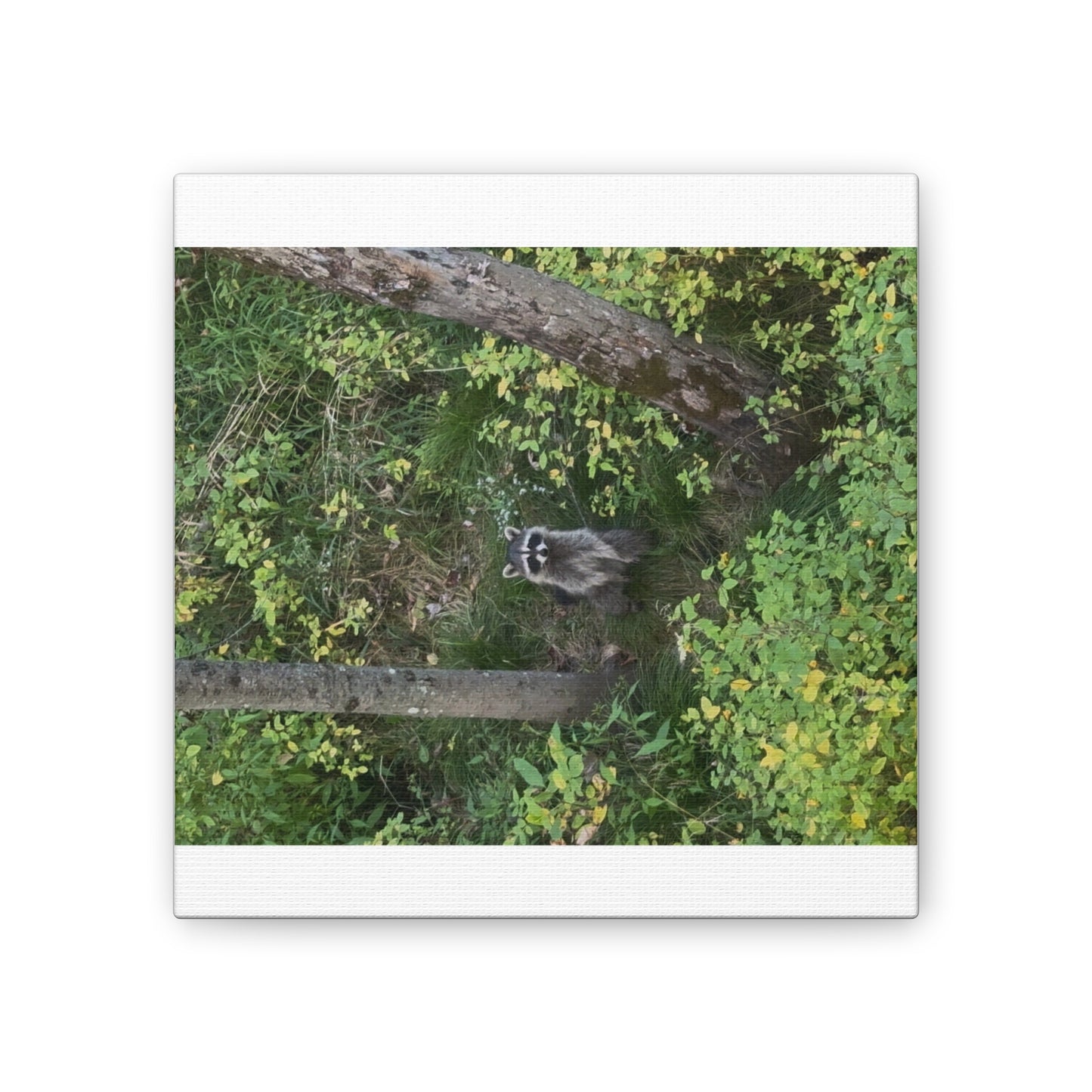 Wisconsin Adrenaline Junkies - Canvas Stretched, 0.75" - Friend